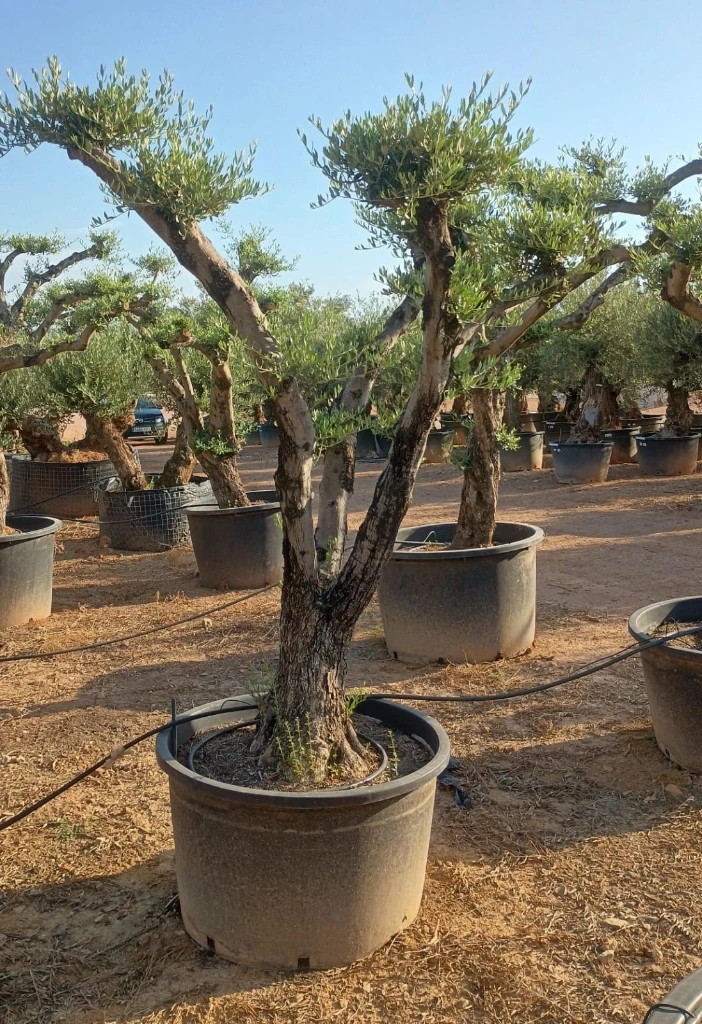 OPC60 - Olea Europaea Pompón