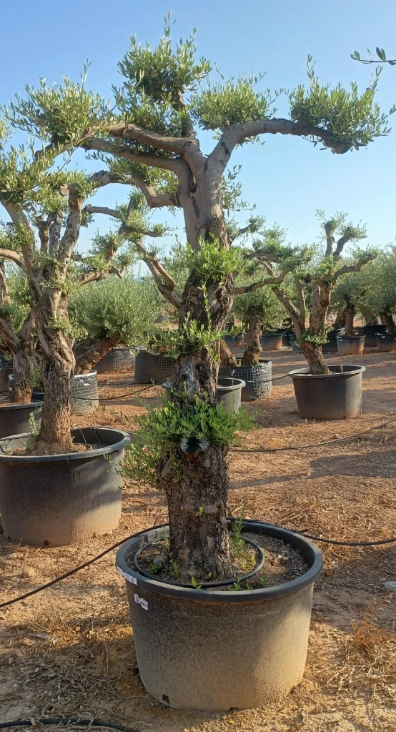 OPC60 - Olea Europaea Pompón