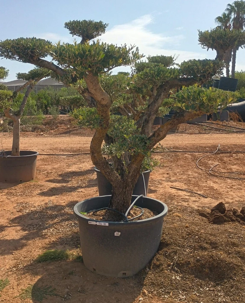 OPC60 - Olea Europaea Pompón