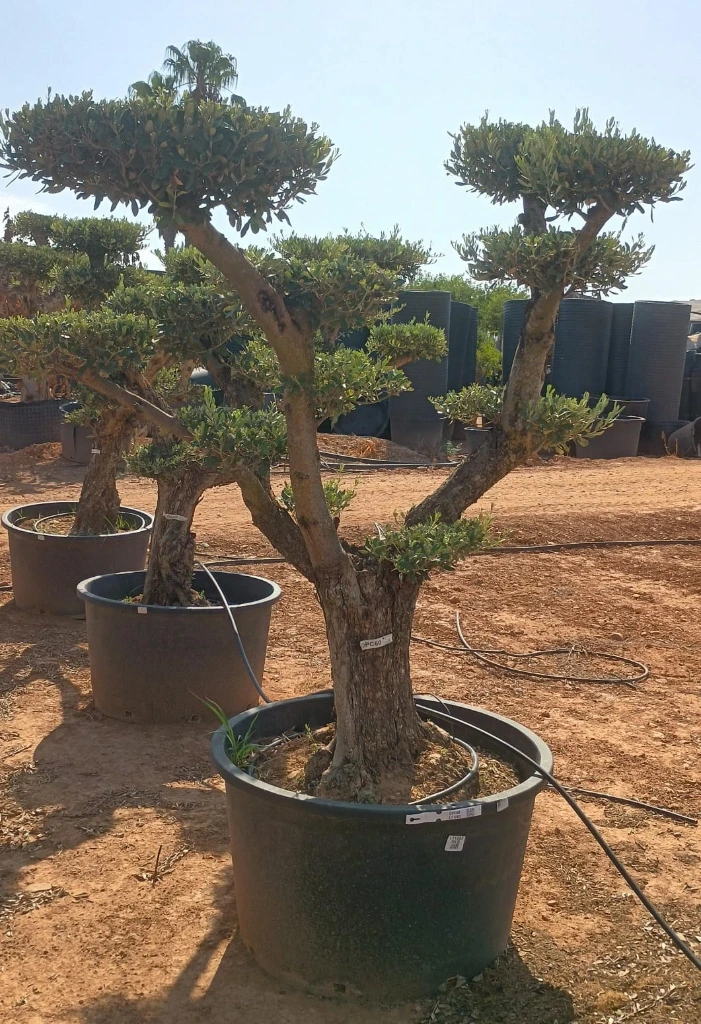 OPC60 - Olea Europaea Pompón
