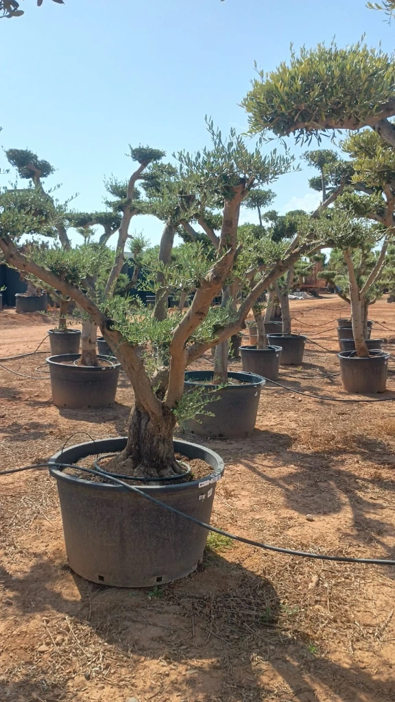OPC60 - Olea Europaea Pompón