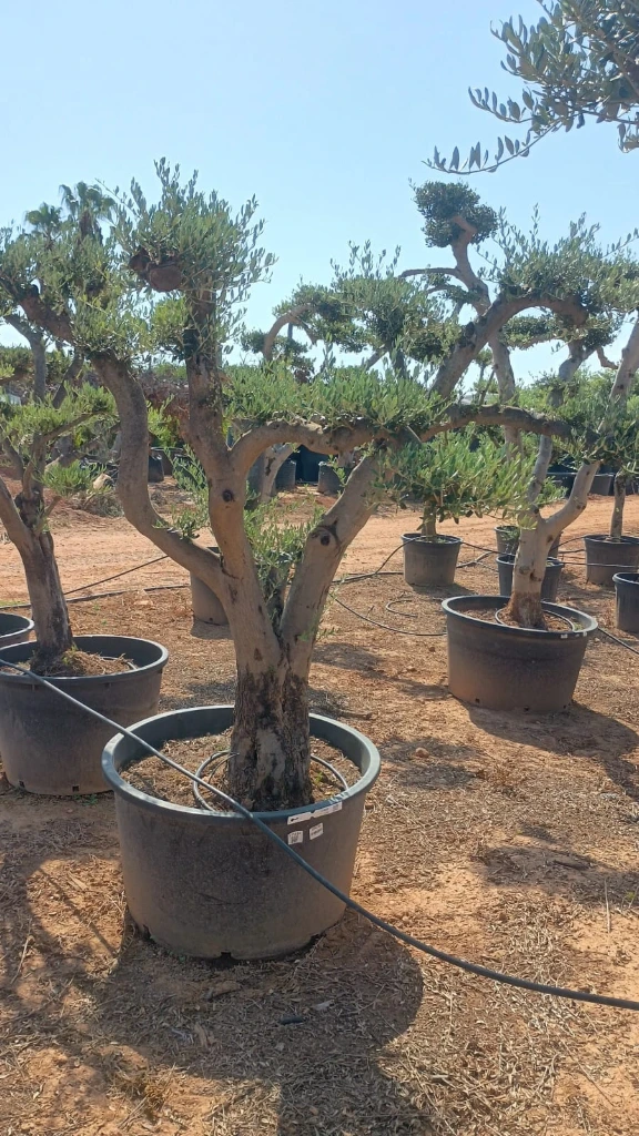 OPC60 - Olea Europaea Pompón
