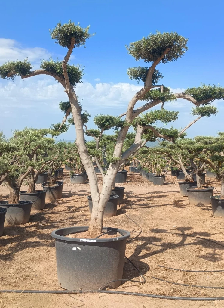 OPC60 - Olea Europaea Pompón