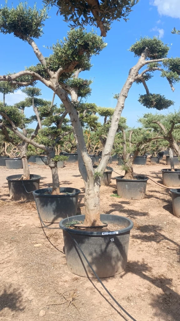 OPC60 - Olea Europaea Pompón
