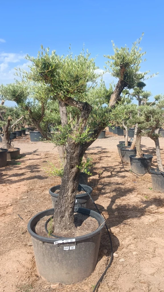 OPC60 - Olea Europaea Pompón