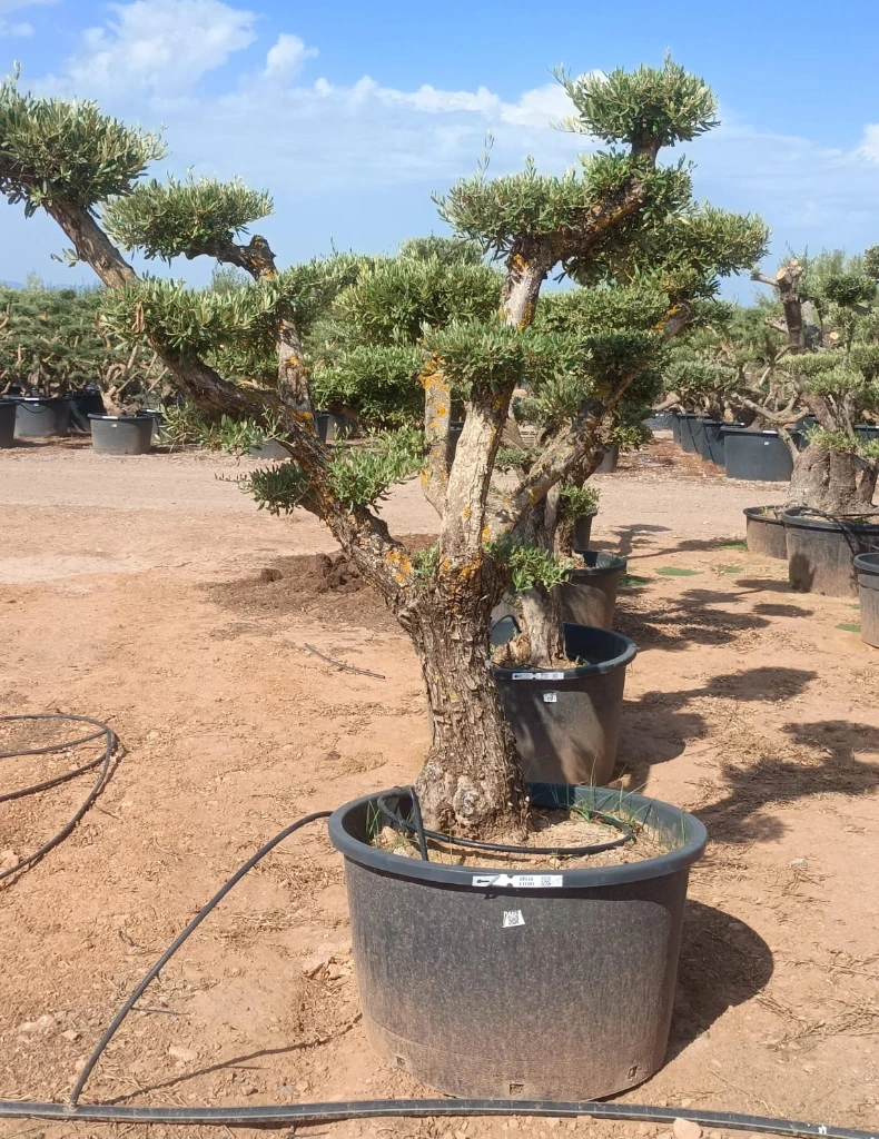 OPC60 - Olea Europaea Pompón