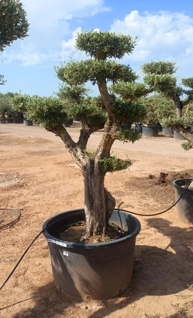 OPC60 - Olea Europaea Pompón