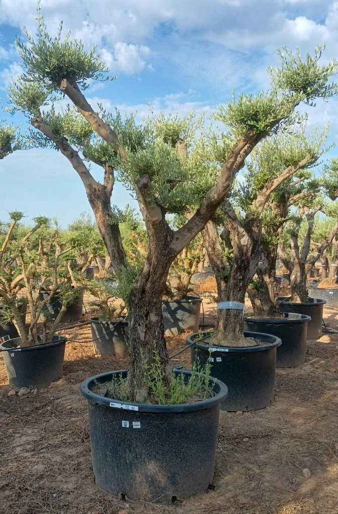 OPC80 - Olea Europaea Pompón