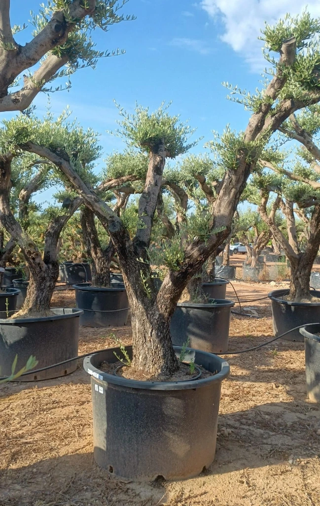OPC80 - Olea Europaea Pompón