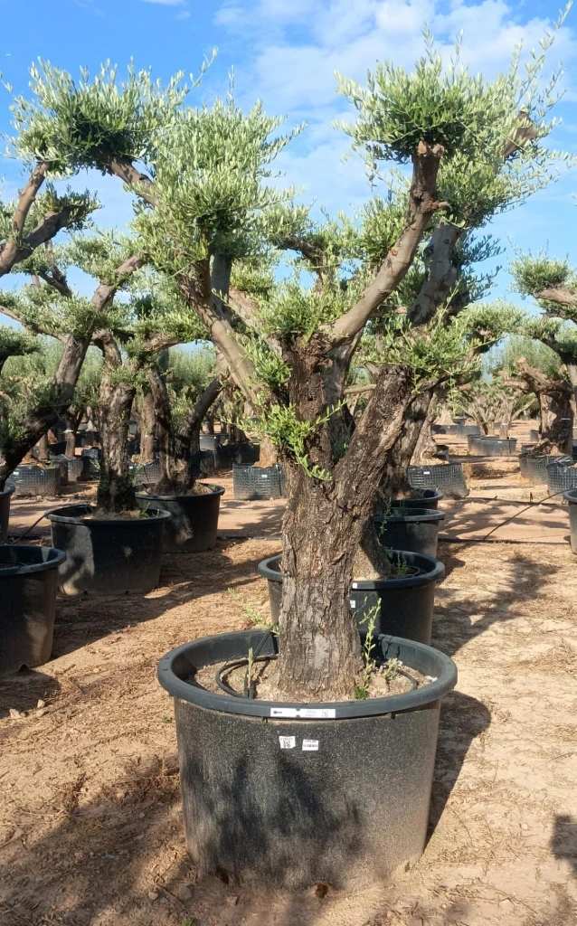 OPC80 - Olea Europaea Pompón