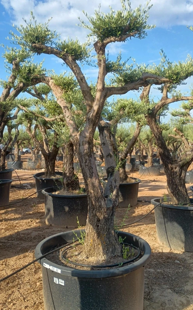 OPC80 - Olea Europaea Pompón