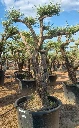OPC80 - Olea Europaea Pompón