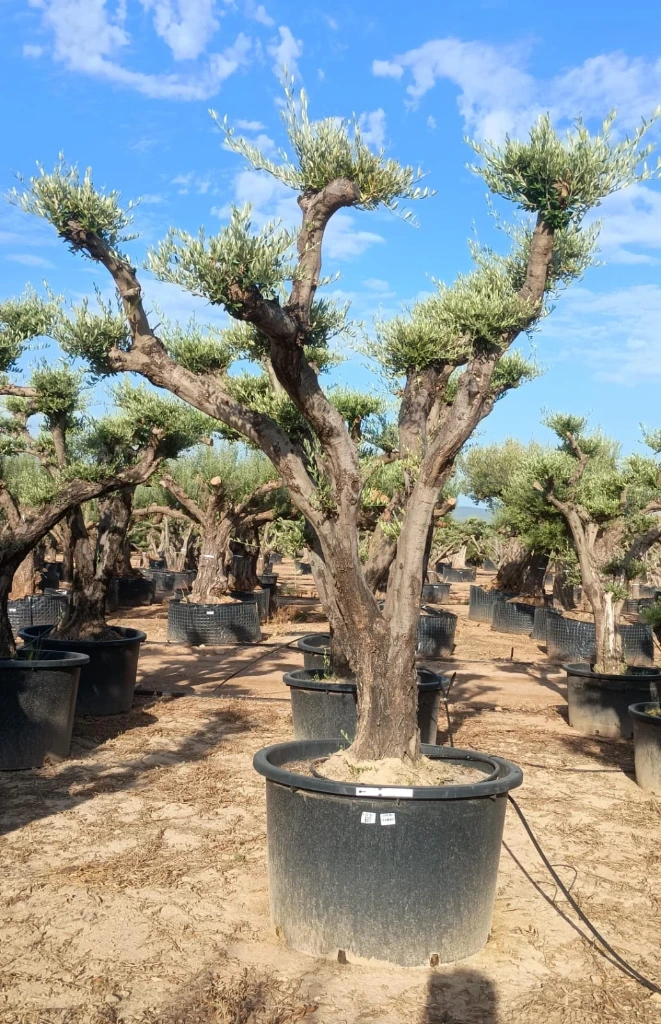 OPC80 - Olea Europaea Pompón