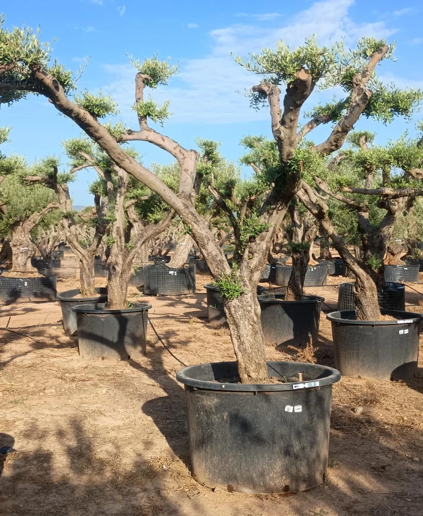 OPC80 - Olea Europaea Pompón