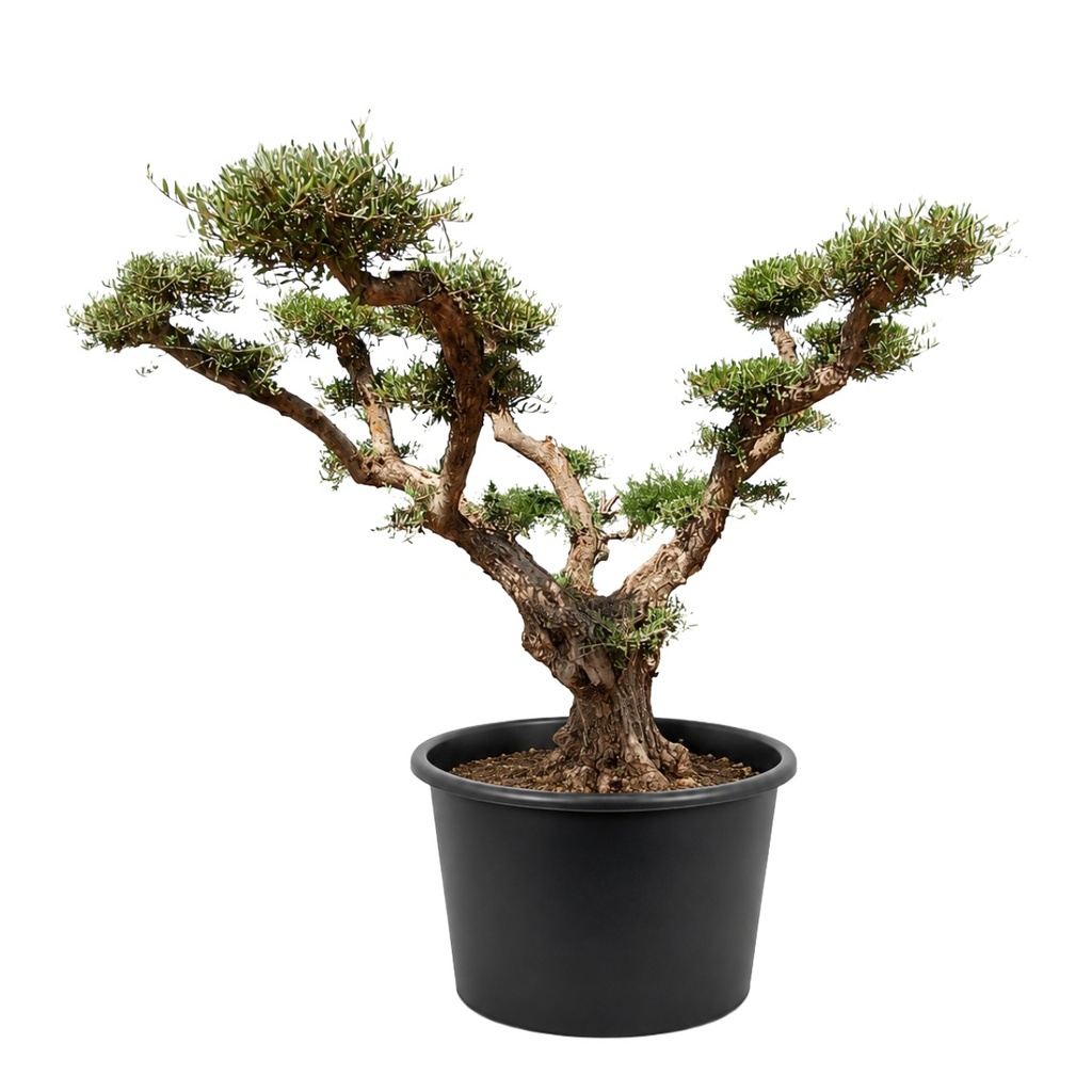 OPC80 - Olea Europaea Pompón