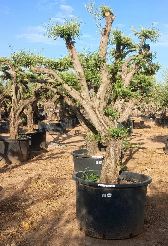 OPC80 - Olea Europaea Pompón
