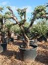OPC80 - Olea Europaea Pompón