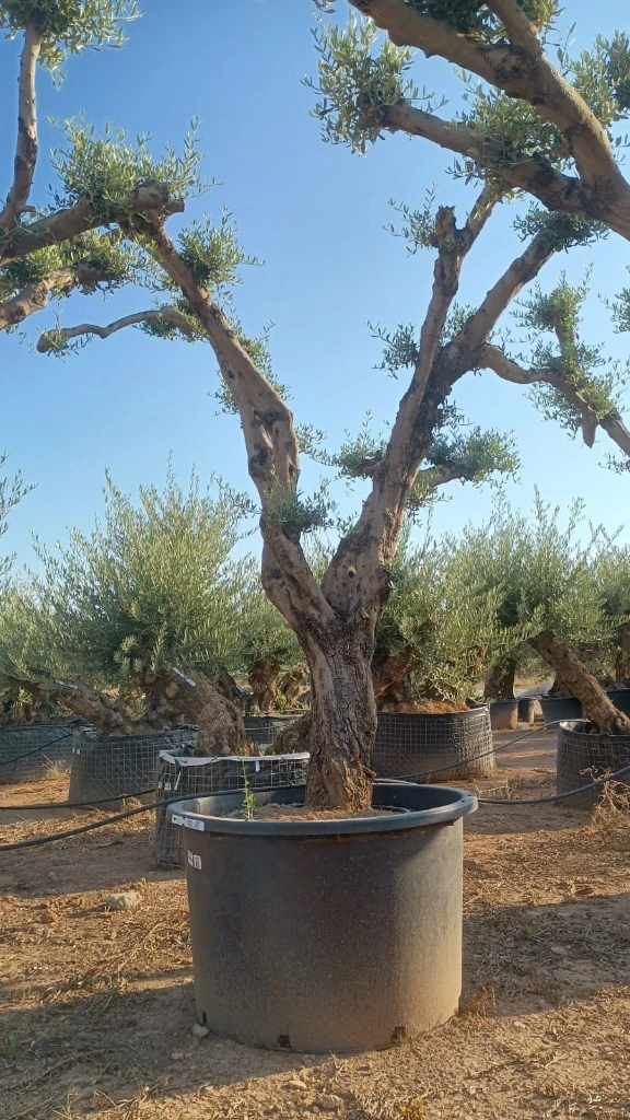 OPC80 - Olea Europaea Pompón