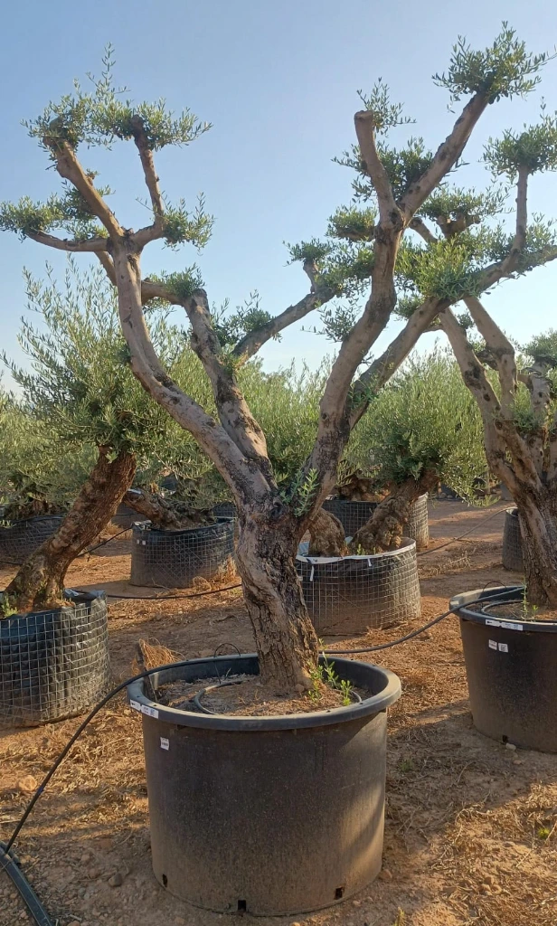 OPC80 - Olea Europaea Pompón