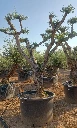 OPC80 - Olea Europaea Pompón