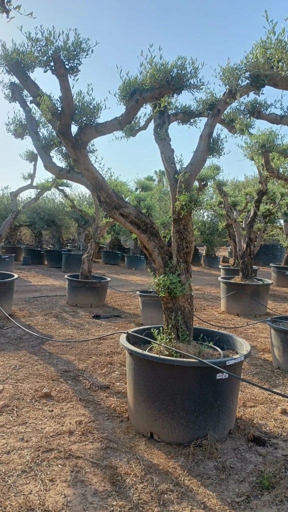OPC80 - Olea Europaea Pompón