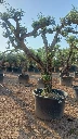 OPC80 - Olea Europaea Pompón