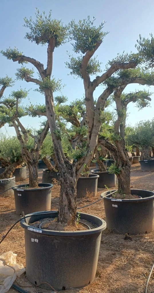 OPC80 - Olea Europaea Pompón