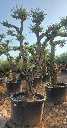 OPC80 - Olea Europaea Pompón