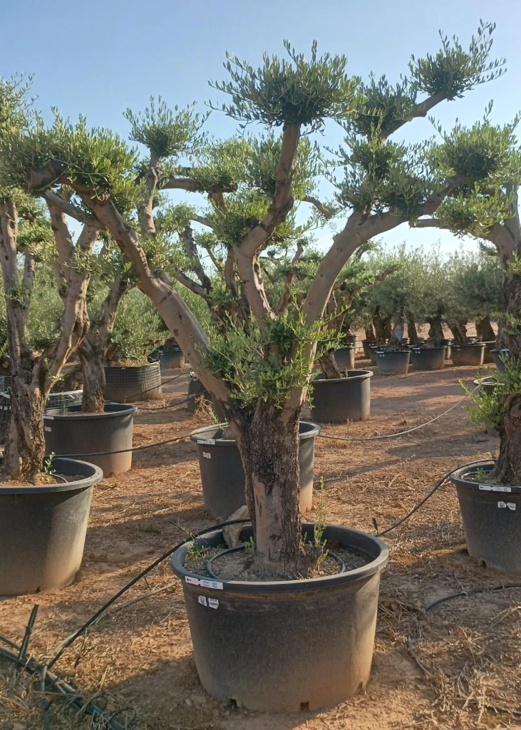 OPC80 - Olea Europaea Pompón