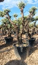 OPC80 - Olea Europaea Pompón