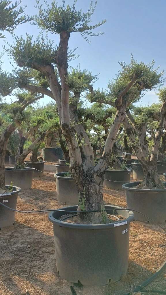 OPC80 - Olea Europaea Pompón
