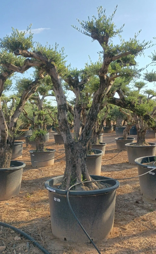 OPC80 - Olea Europaea Pompón