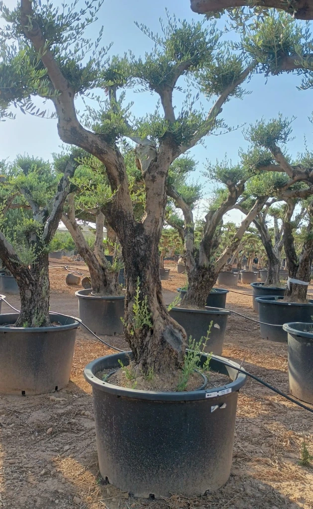 OPC80 - Olea Europaea Pompón