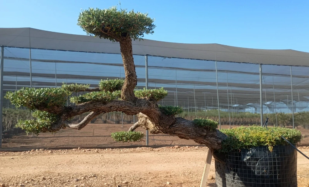 OPM100T - Olea Europaea Pompón Tumbado Malla Metálica