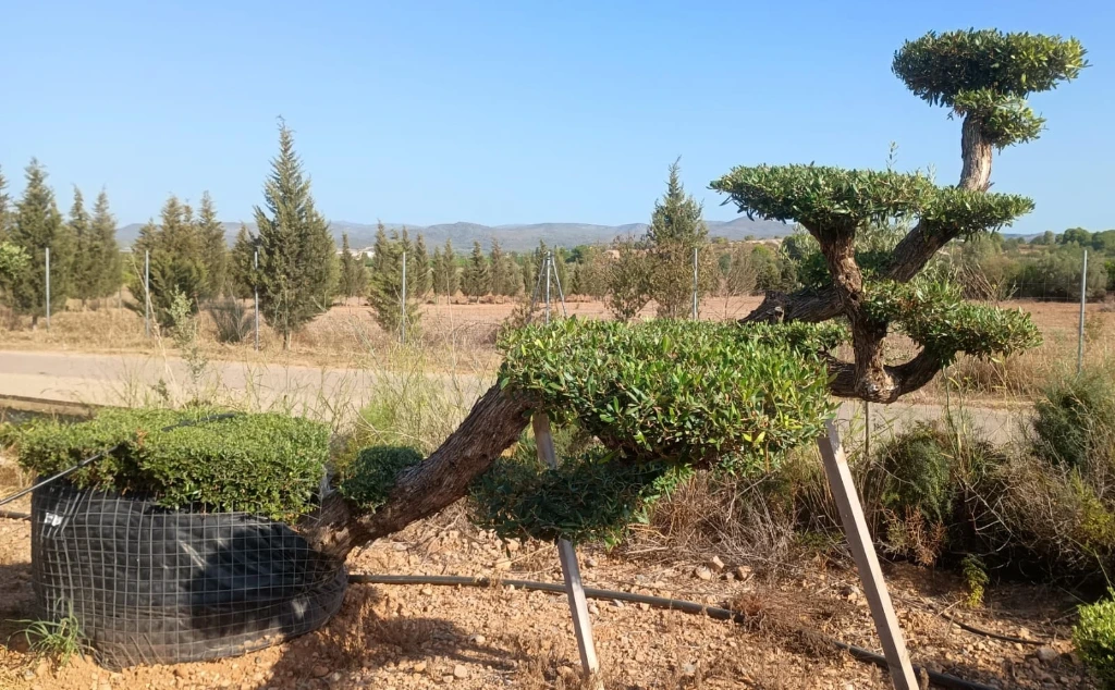OPM100T - Olea Europaea Pompón Tumbado Malla Metálica