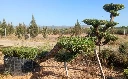 OPM100T - Olea Europaea Pompón Tumbado Malla Metálica