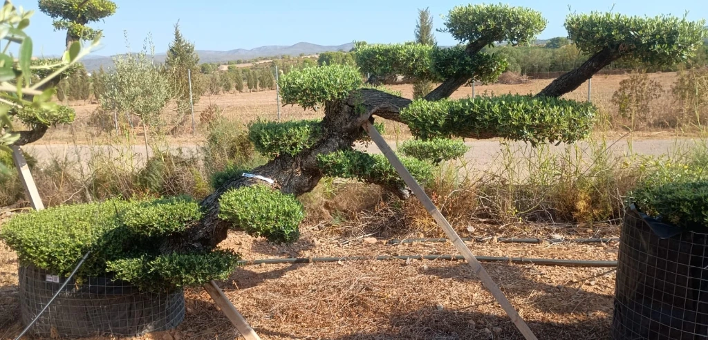OPM100T - Olea Europaea Pompón Tumbado Malla Metálica