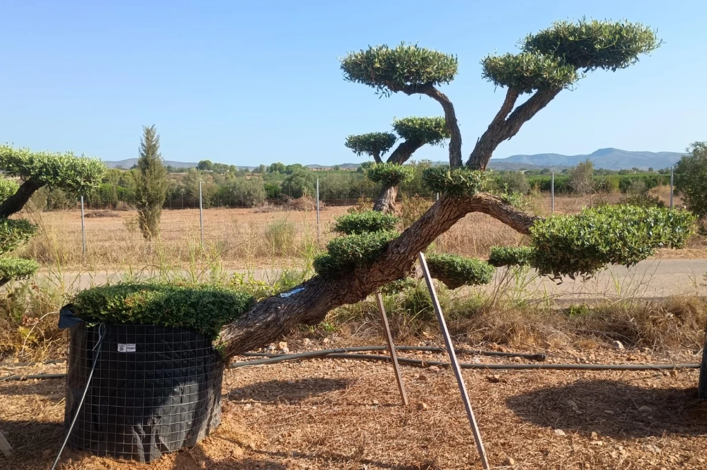 OPM100T - Olea Europaea Pompón Tumbado Malla Metálica