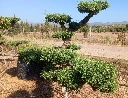 OPM100T - Olea Europaea Pompón Tumbado Malla Metálica