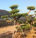 OPM100T - Olea Europaea Pompón Tumbado Malla Metálica