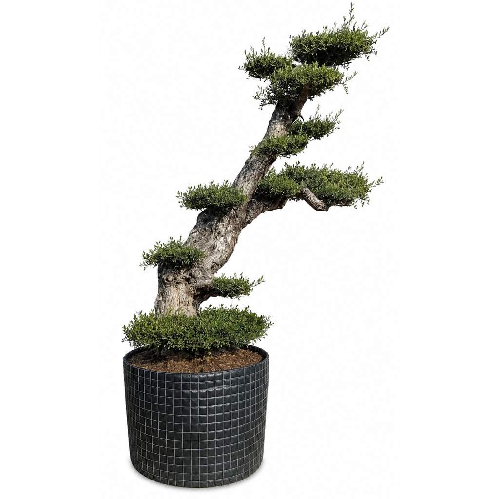 OPM100T - Olea Europaea Pompón Tumbado Malla Metálica
