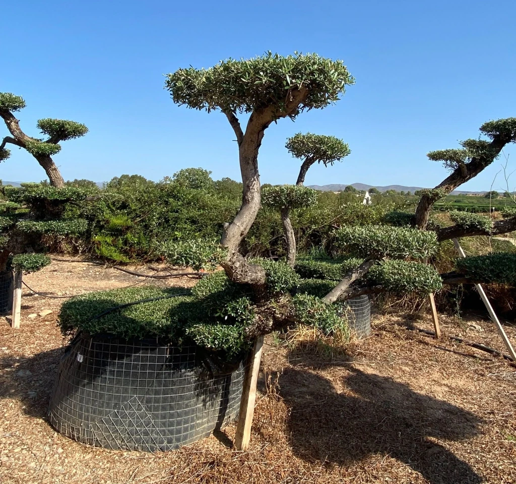 OPM100T - Olea Europaea Pompón Tumbado Malla Metálica
