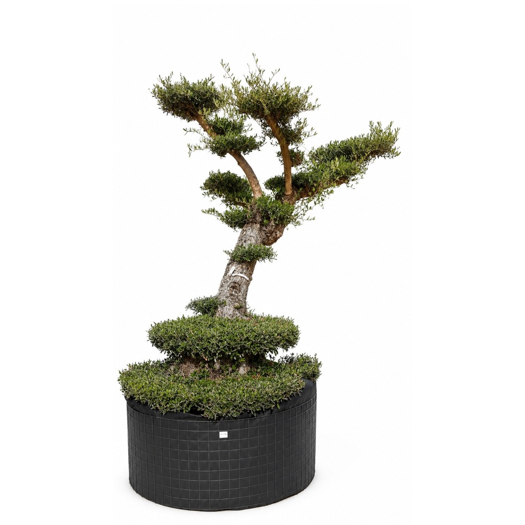 OPM60T - Olea Europaea Pompón Tumbado Malla Metálica