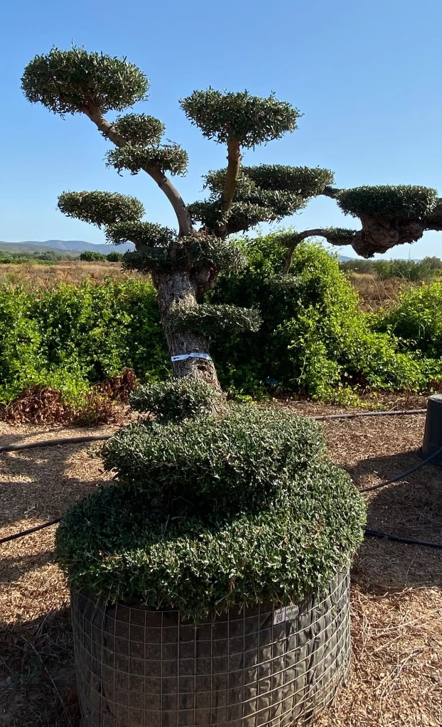 OPM60T - Olea Europaea Pompón Tumbado Malla Metálica