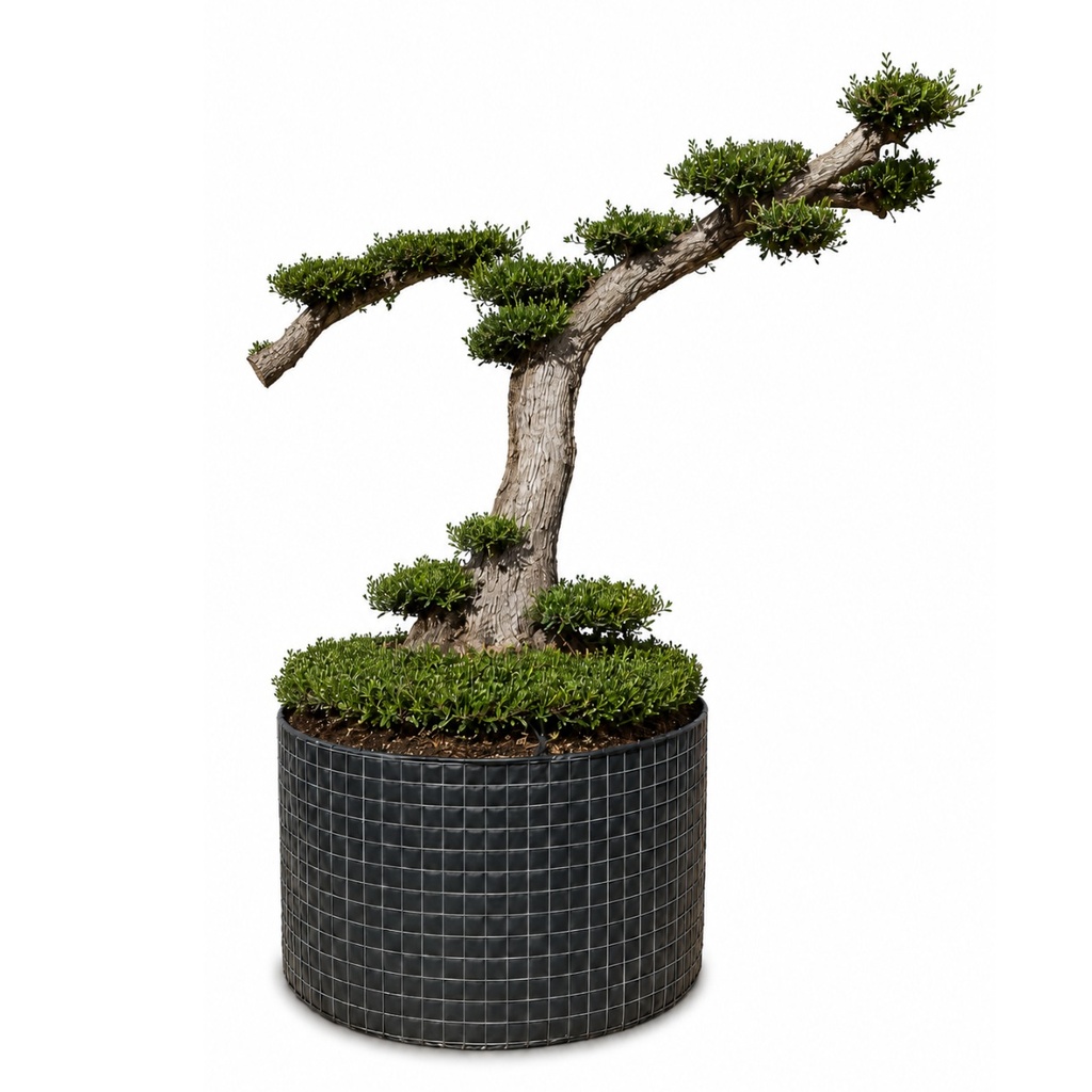 OPM80T - Olea Europaea Pompón Tumbado Malla Metálica