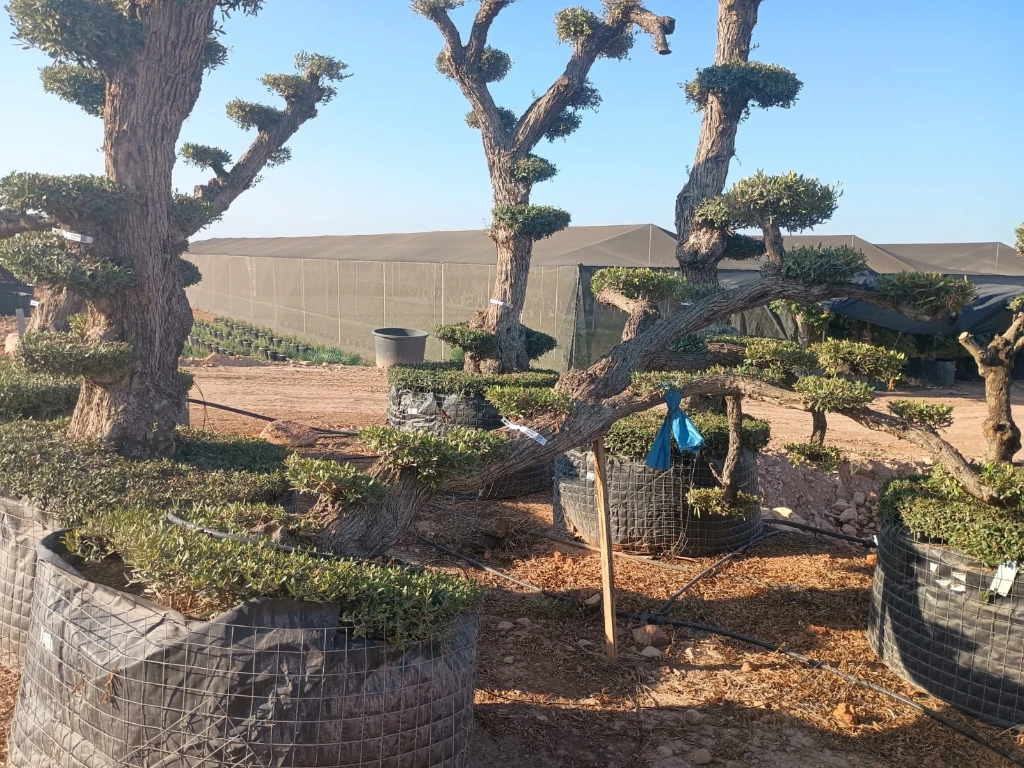 OPM80T - Olea Europaea Pompón Tumbado Malla Metálica