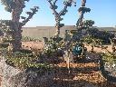 OPM80T - Olea Europaea Pompón Tumbado Malla Metálica