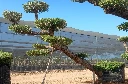 OPM80T - Olea Europaea Pompón Tumbado Malla Metálica