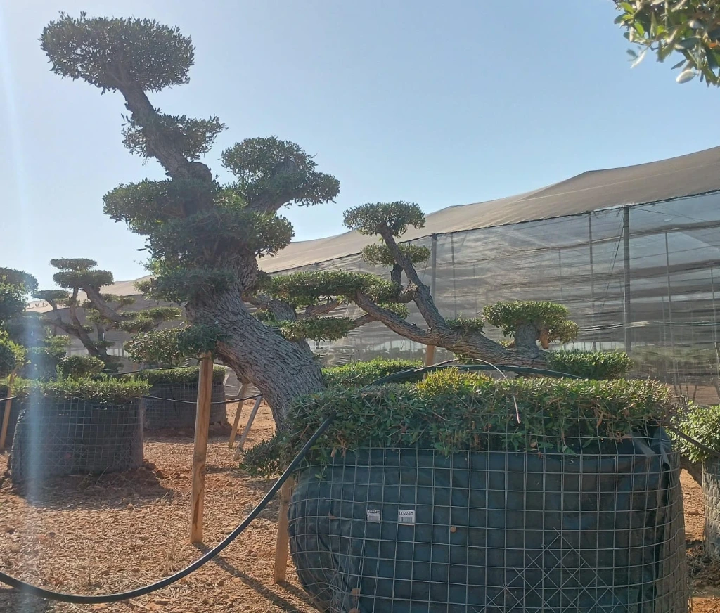 OPM80T - Olea Europaea Pompón Tumbado Malla Metálica