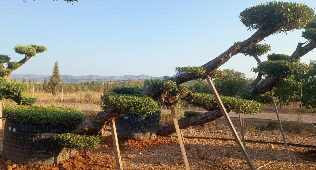 OPM80T - Olea Europaea Pompón Tumbado Malla Metálica